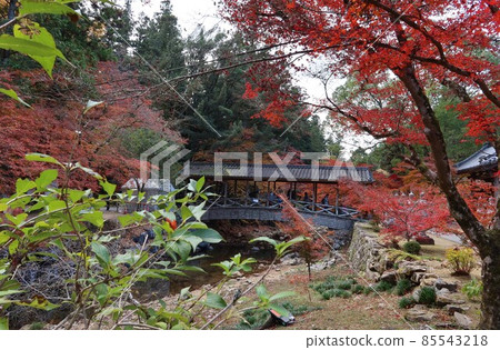 廣島縣三原市佛寺院門山門和佛寺川上的巨橋和秋葉景色 廣島縣三原市佛寺院門山門和佛寺川上的巨橋和秋葉景色 85543218