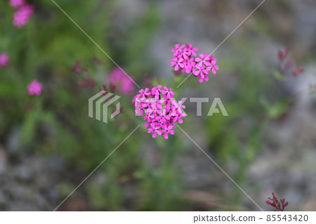 Musi Trinadesico 85543420