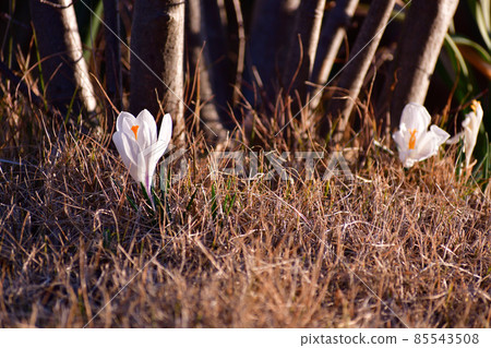 Crocus in the garden Crocus in the garden 85543508