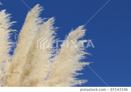 Blue sky and pampas grass Blue sky and pampas grass 85543596