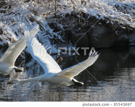 bird bird 85543697