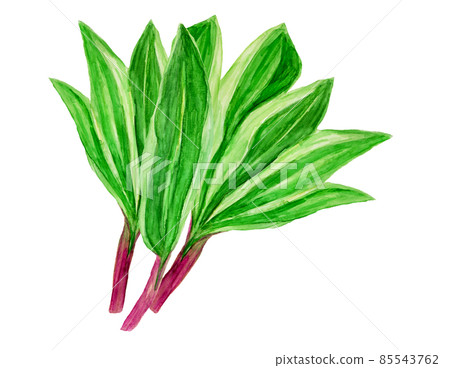 Hand-painted watercolor allium ochotense bunch Hand-painted watercolor allium ochotense bunch 85543762