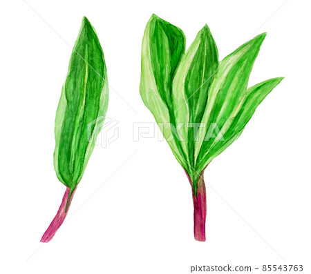 Hand-painted watercolor allium ochotense Hand-painted watercolor allium ochotense 85543763