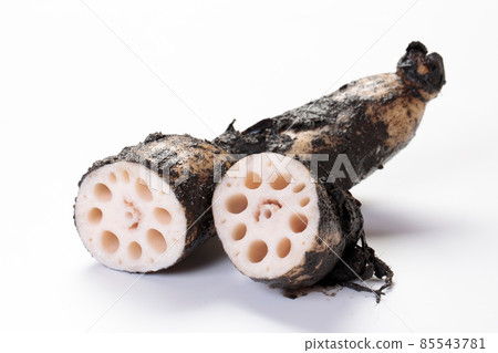 蓮藕與泥 85543781