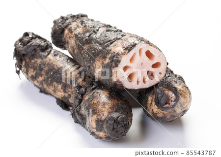 Lotus root with mud Lotus root with mud 85543787