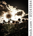 Sunflower field 85543844