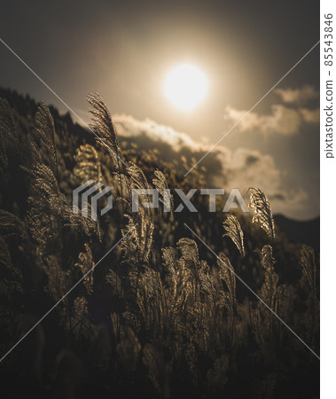 Light pampas grass 85543846