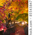 Illuminated autumn leaves tunnel 85543847