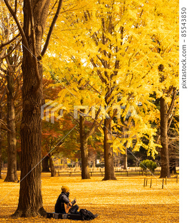 銀杏地毯 85543850