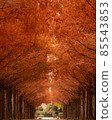 Metasequoia Highway 85543853