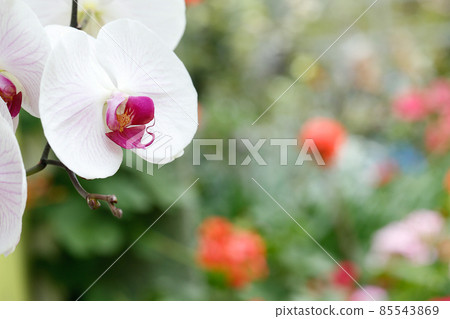 White orchid flower with copy space White orchid flower with copy space 85543869