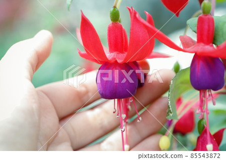 Close up of purple Fuchsia flowers on hand 85543872