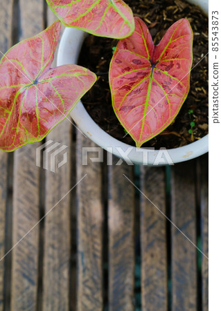 Caladium is Queen of foliage plant in Thailand with copy space Caladium is Queen of foliage plant in Thailand with copy space 85543873