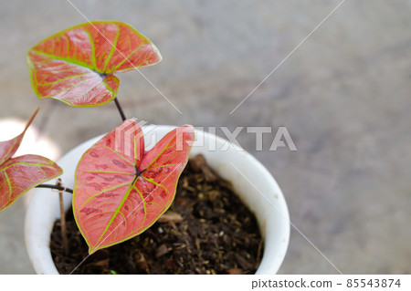Caladium is Queen of foliage plant in Thailand with copy space Caladium is Queen of foliage plant in Thailand with copy space 85543874