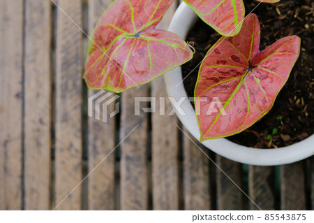 Caladium is Queen of foliage plant in Thailand with copy space Caladium is Queen of foliage plant in Thailand with copy space 85543875