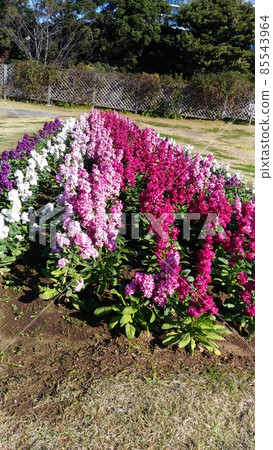 三洋美狄亞花卉博物館前院存貨 三洋美狄亞花卉博物館前院存貨 85543964