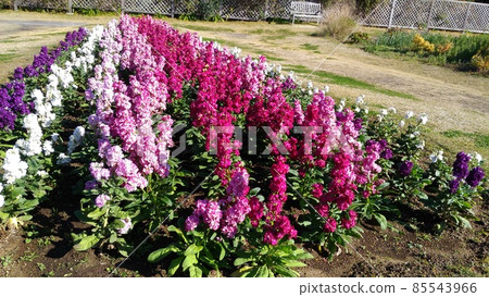 三洋美狄亞花卉博物館前院存貨 85543966