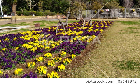 Cute red, yellow and purple flowers are viola flowers 85543972