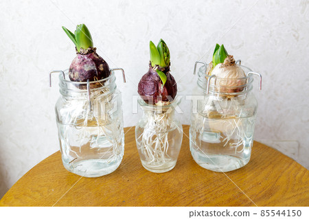 Hyacinth bulb bottle 85544150