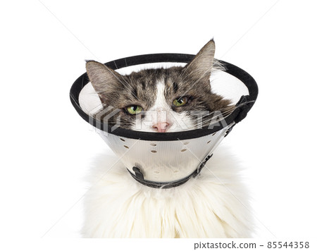 Cat after eye surgery 85544358