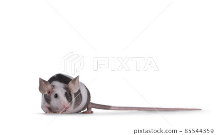 Mouse on white background 85544359