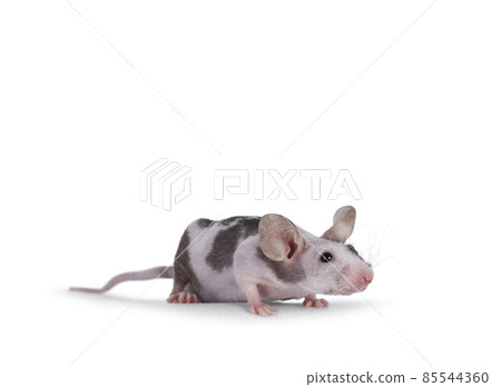 Mouse on white background 85544360