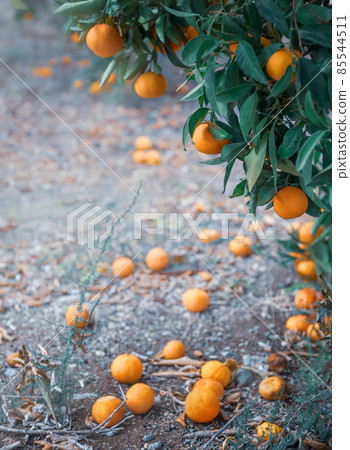 Ripe tangerine fruits on a branch and lying under a tree in citrus orchard 85544511