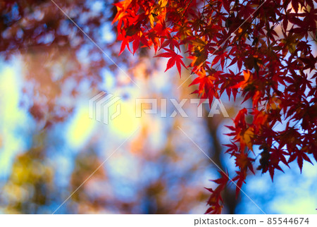 Autumn leaves 85544674