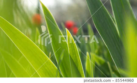Green young flower leaves growing in spring garden 85544960