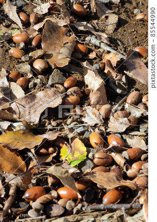 Acorn landscape falling on the ground Acorn landscape falling on the ground 85544990