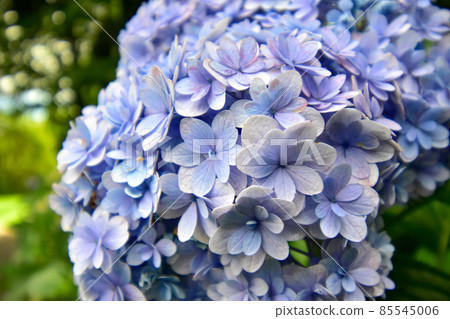 帶有許多淡紫色花瓣的繡球花的特寫圖像 帶有許多淡紫色花瓣的繡球花的特寫圖像 85545006