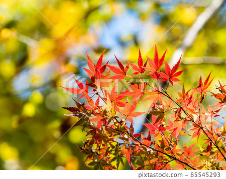 秋季傳統:美麗的秋葉風景 秋季傳統:美麗的秋葉風景 85545293