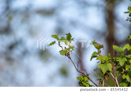 Blackcurrant berries spring green bush branch 85545432