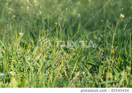 Green fresh spring wild grass light color 85545434