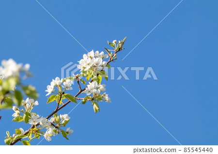 Pear tree spring white flowers bloom in garden 85545440