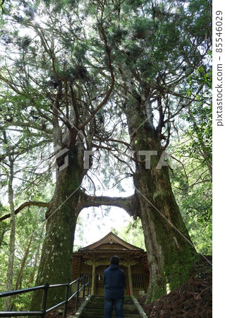 Torii cedar of Kuwanokawa, the best Torii cedar in Japan (Kuwanokawa landlord shrine, Nankoku city, Kochi prefecture) 85546029