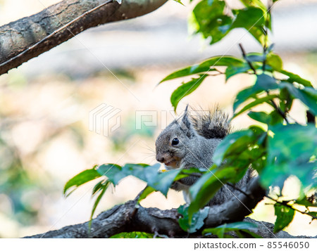 A fun figure of a cute winter squirrel on a tree A fun figure of a cute winter squirrel on a tree 85546050