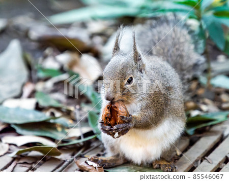 A fun figure of a cute winter squirrel eating A fun figure of a cute winter squirrel eating 85546067