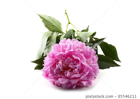 Peony flower 85546211