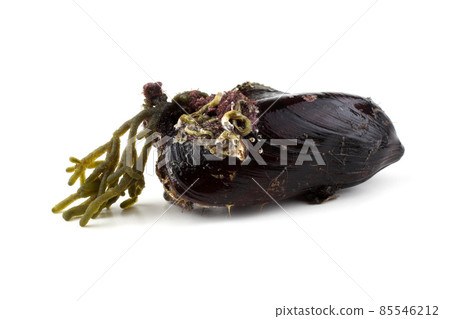 Mussel with alga 85546212