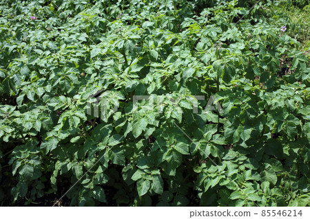 Growing potato 85546214