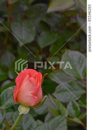 rose rose 85546265