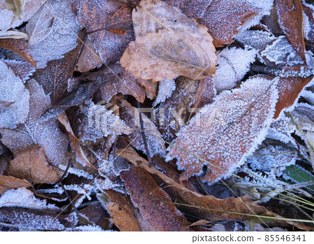 Frosted fallen leaves 85546341