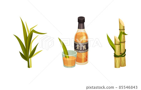 Sugarcane Fibrous Stalk and Rum in Glass Bottle Vector Set Sugarcane Fibrous Stalk and Rum in Glass Bottle Vector Set 85546843