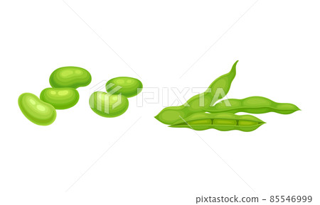 Soy Grain Legume or Pulse Crop with Green Pod and Beans Vector Set 85546999