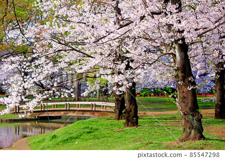 [Tokyo] Cherry blossoms in full bloom in Yoyogi Park in Shibuya in spring (Corona bruise) 85547298