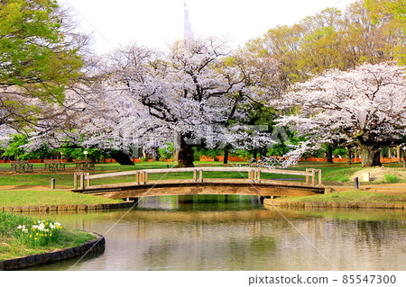 [Tokyo] Cherry blossoms in full bloom in Yoyogi Park in Shibuya in spring (Corona bruise) 85547300