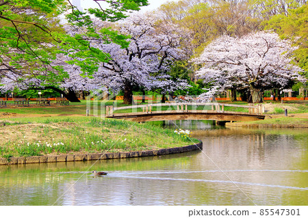 [Tokyo] Cherry blossoms in full bloom in Yoyogi Park in Shibuya in spring (Corona bruise) 85547301