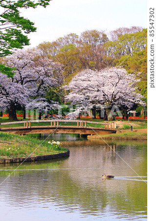 [東京] 春天在澀谷代代木公園盛開的櫻花（Corona bruise） 85547302