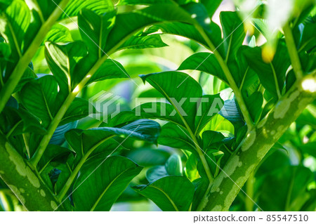 Green leaves of amorphophallus konjac. Green leaves of amorphophallus konjac. 85547510